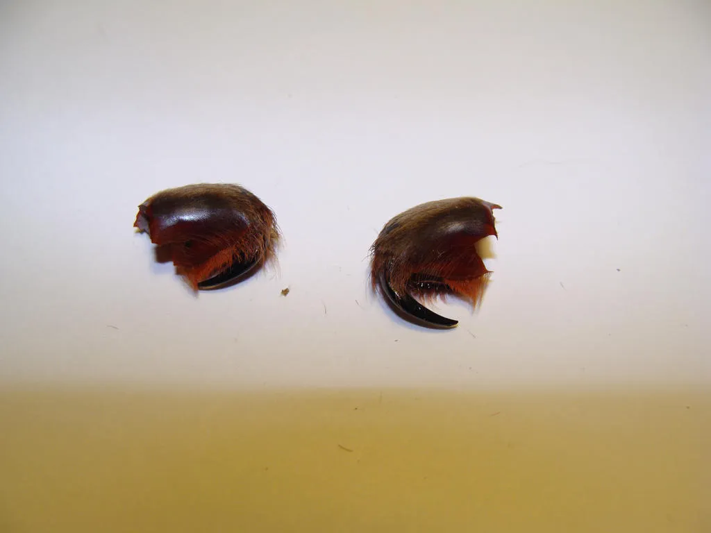 18029 tarantula species