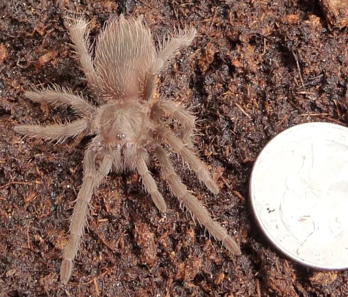 18031 lasiodora birdeater tarantula feeding