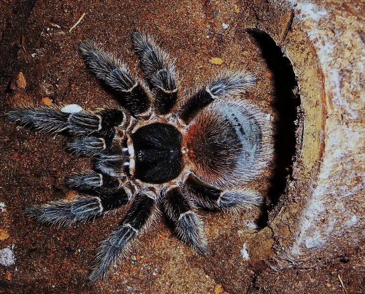 18031 lasiodora birdeater tarantula habitat