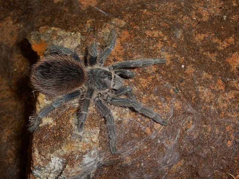 18031 lasiodora birdeater tarantula handling