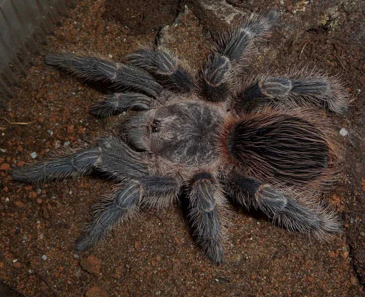 18031 lasiodora birdeater tarantula molting