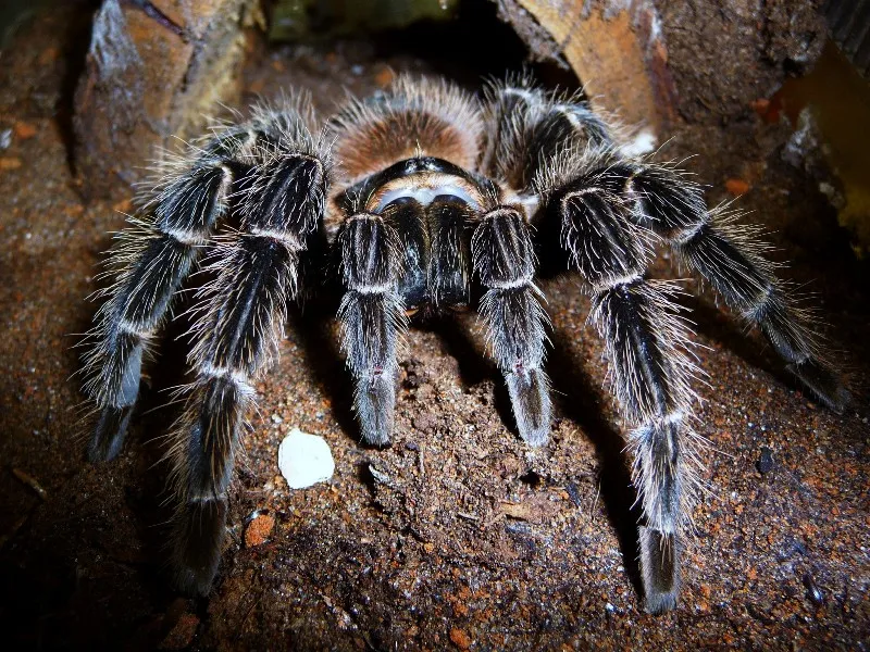 18031 lasiodora birdeater tarantula spiderlings