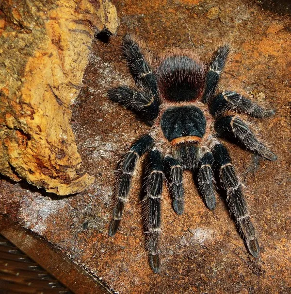 18031 lasiodora birdeater tarantula substrate