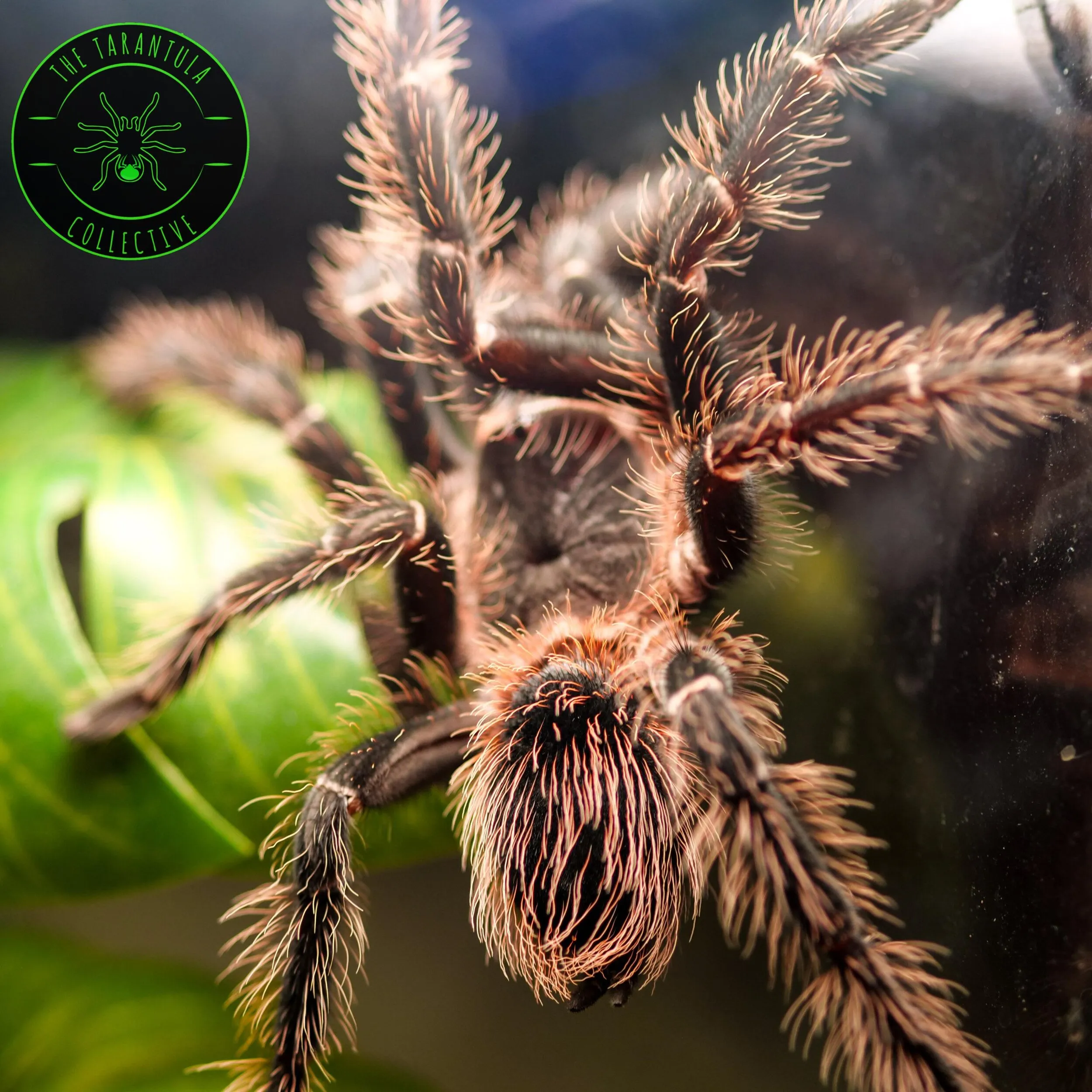 /img/18031-lasiodora-birdeater-tarantula-water.webp
