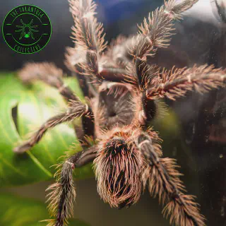 /img/18031-lasiodora-birdeater-tarantula-water.webp