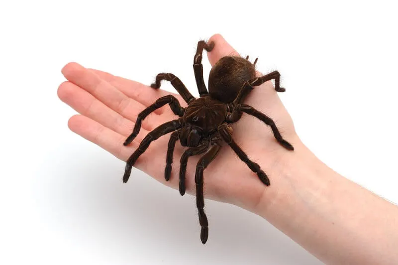 /img/18032-goliath-bird-eater-tarantula-safety.webp