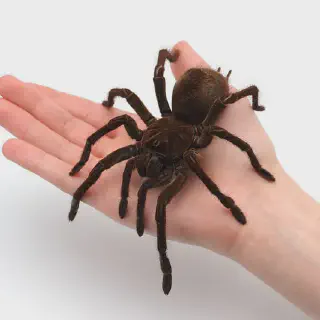 /img/18032-goliath-bird-eater-tarantula-safety.webp