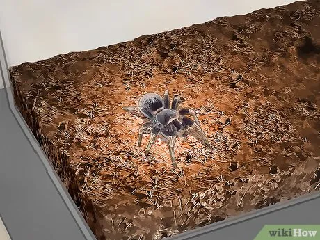18033 tarantula feeding