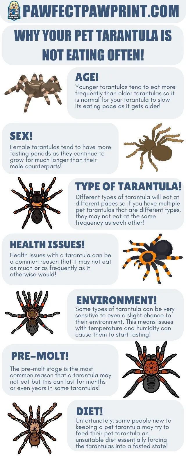 /img/18034-tarantula-mating.webp