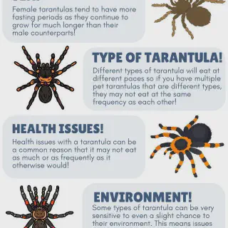 /img/18034-tarantula-mating.webp