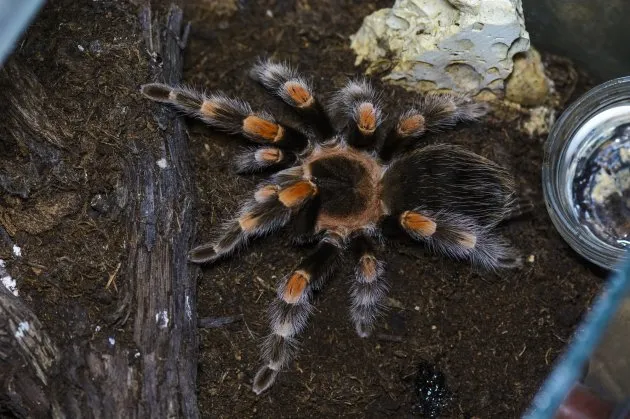 18034 tarantula nocturnal