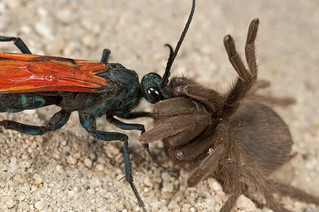 18035 tarantula hawk australia habitat