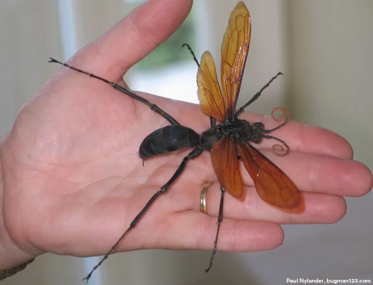 18035 tarantula hawk australia overview