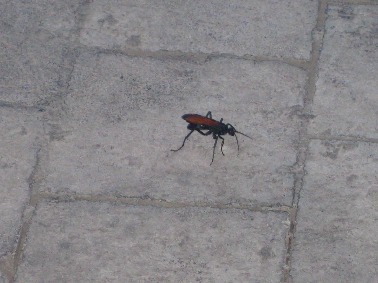 18035 tarantula hawk australia sting