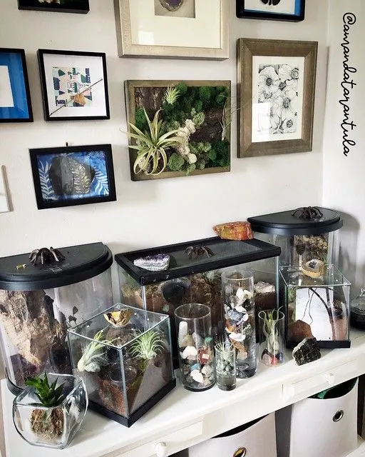 18036 tarantula feeding