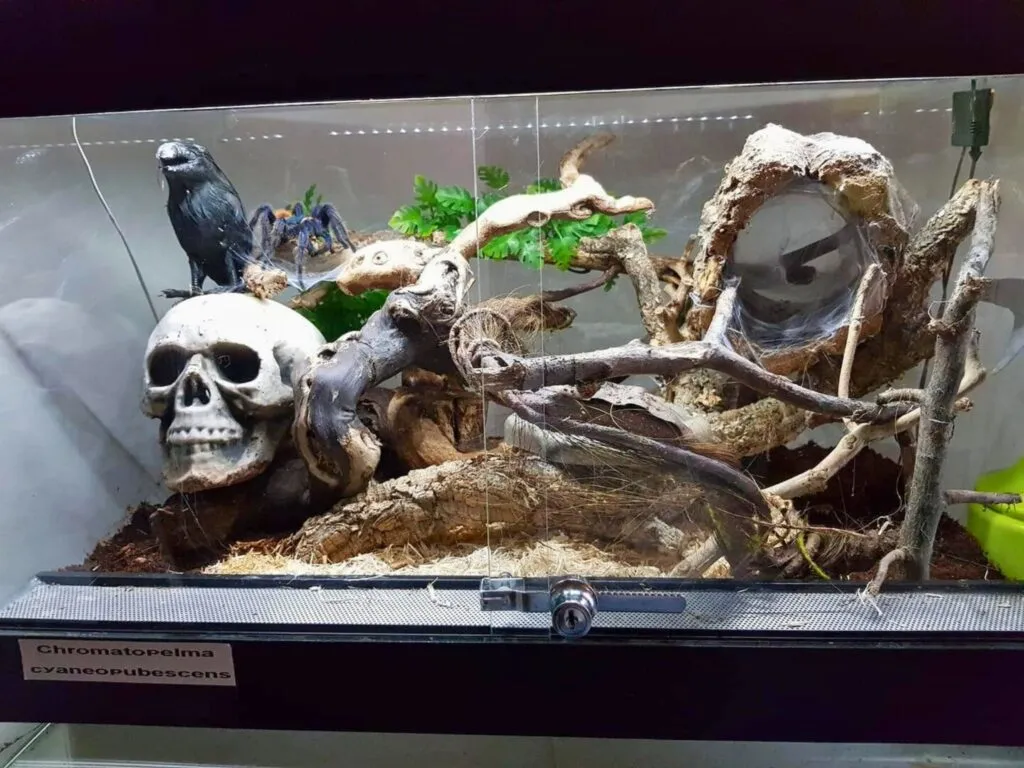 18036 tarantula hide