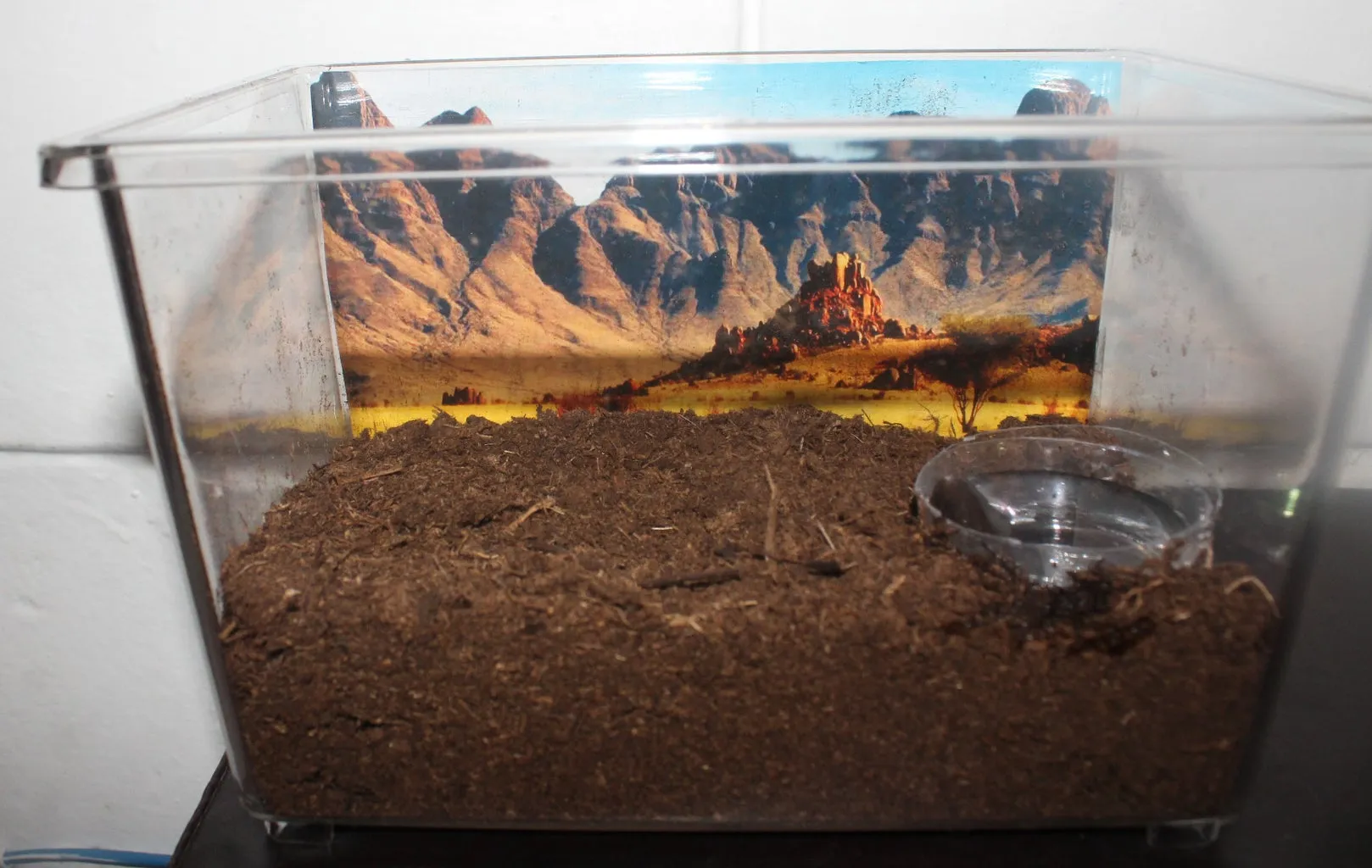18036 tarantula substrate