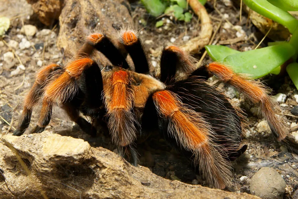 /img/18041-tarantula-conservation.webp