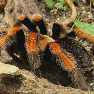 /img/18041-tarantula-conservation.webp