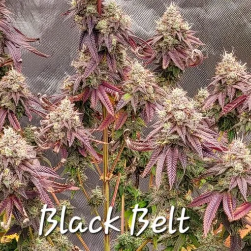 18042 tarantula conservation efforts