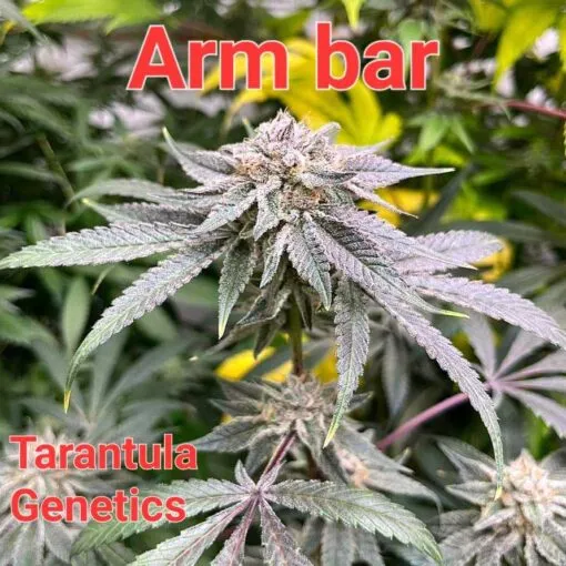 18042 tarantula genetic variation