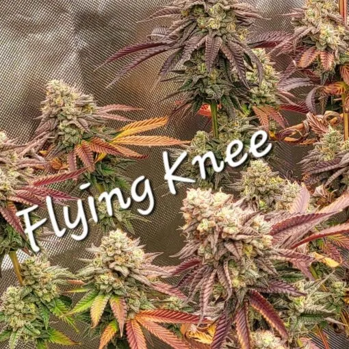 18042 tarantula habitat