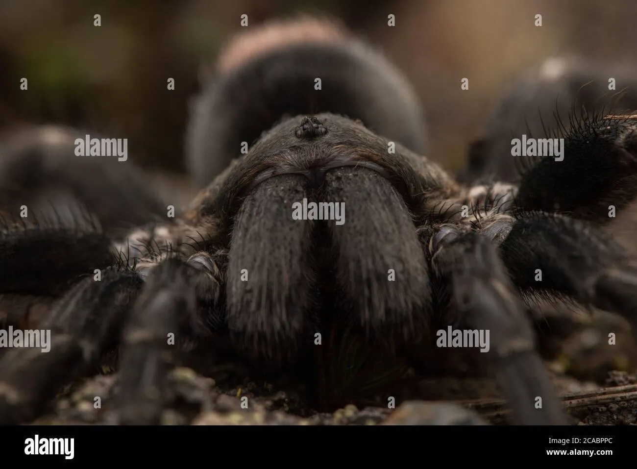 18043 tarantula environment