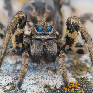 /img/18043-tarantula-predator-avoidance.webp