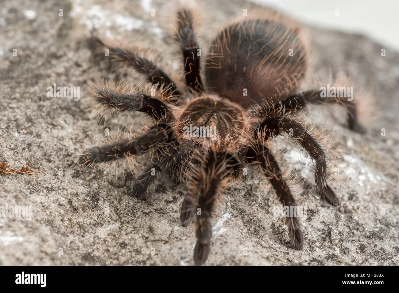 18043 tarantula vision light shadow