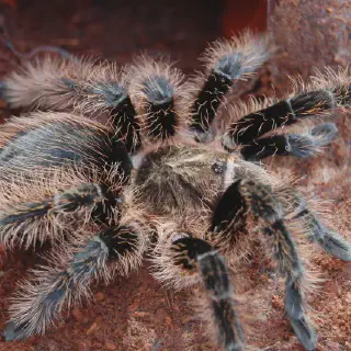 /img/18045-curly-hair-tarantula-eggs-handling.webp