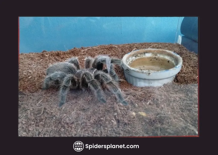 18046 dehydrated tarantula