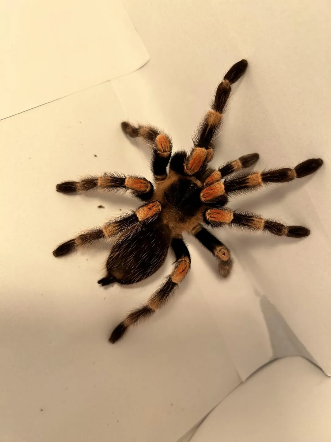 /img/18046-tarantula-feeding-guide.webp