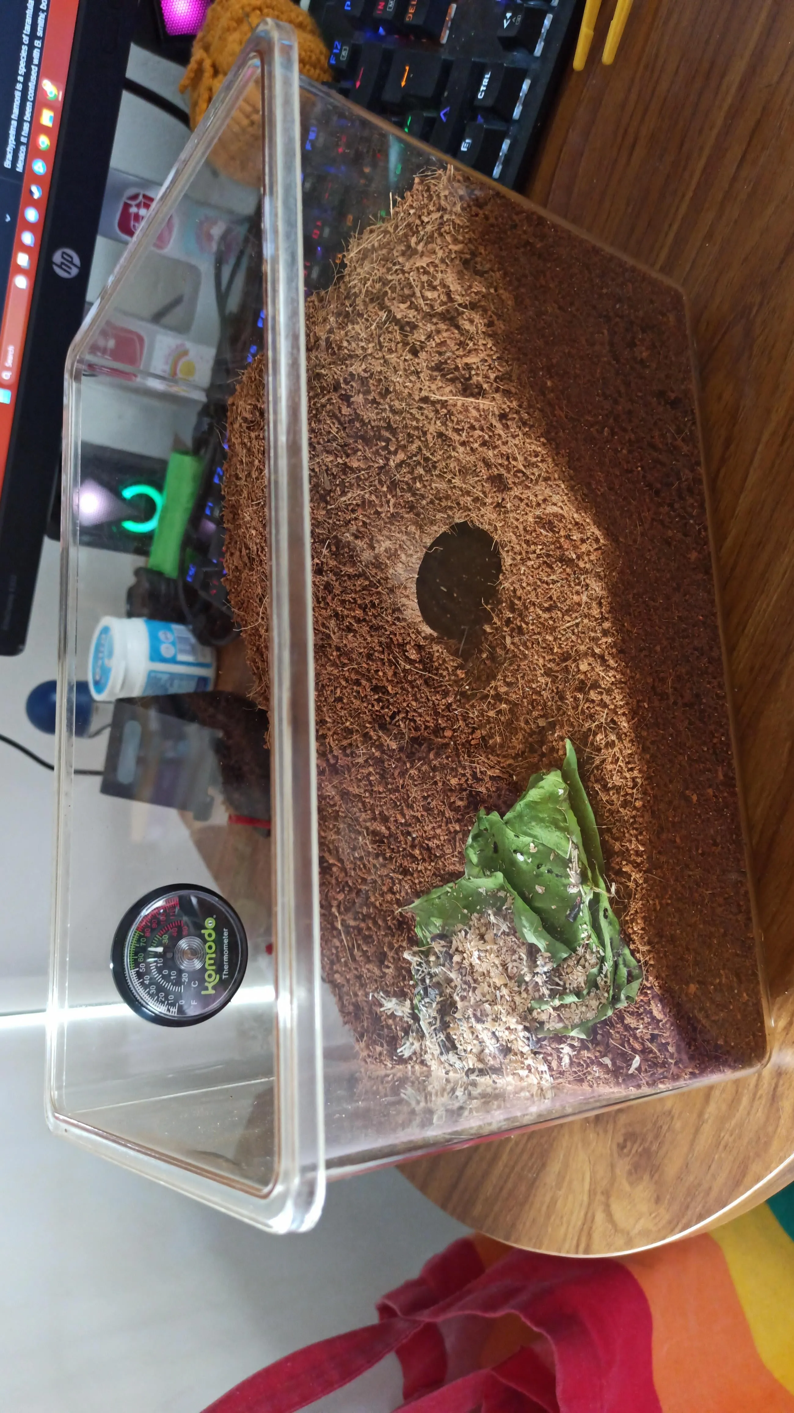 18046 tarantula molting process