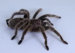 18047 rose hair tarantula molting