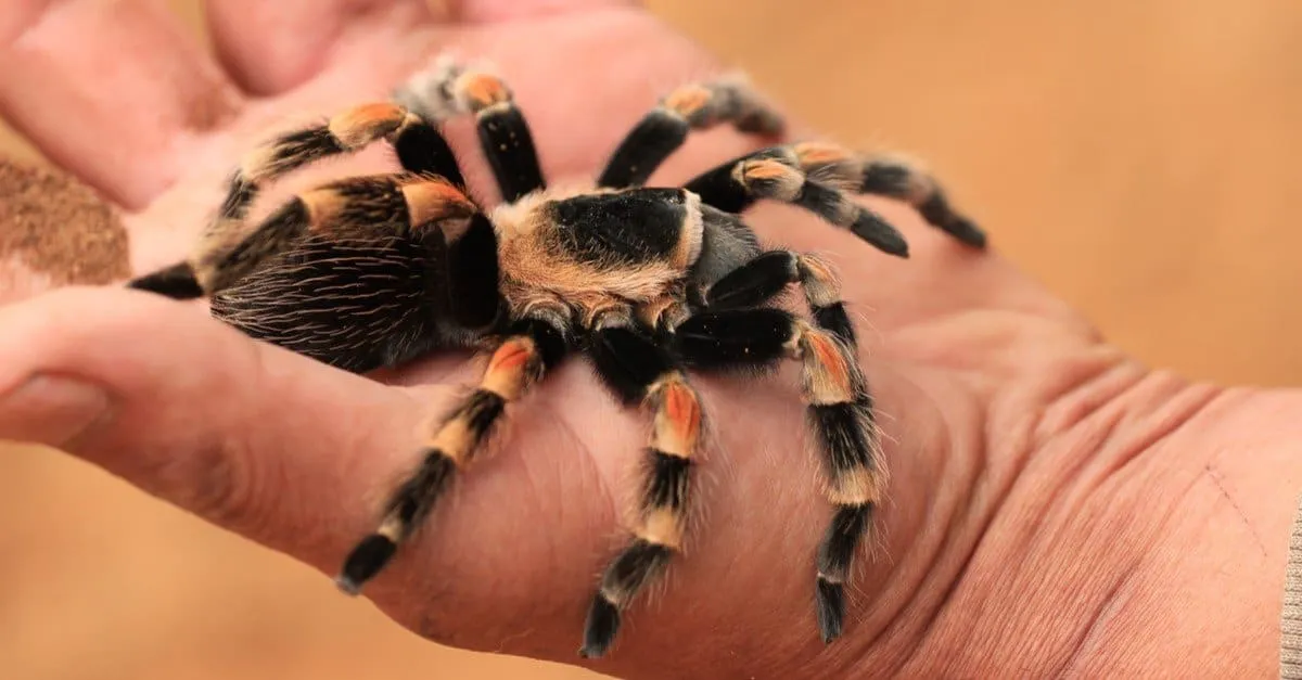/img/18048-red-knee-tarantula-burrowing.webp