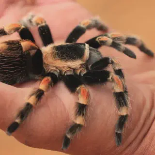 /img/18048-red-knee-tarantula-burrowing.webp