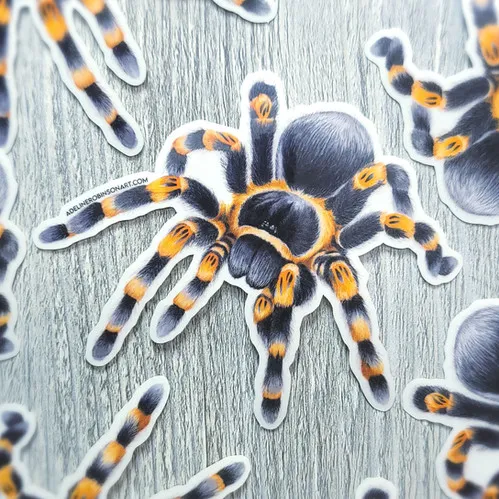 18048 red knee tarantula handling