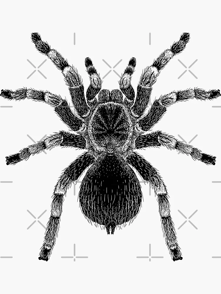 18048 red knee tarantula molting