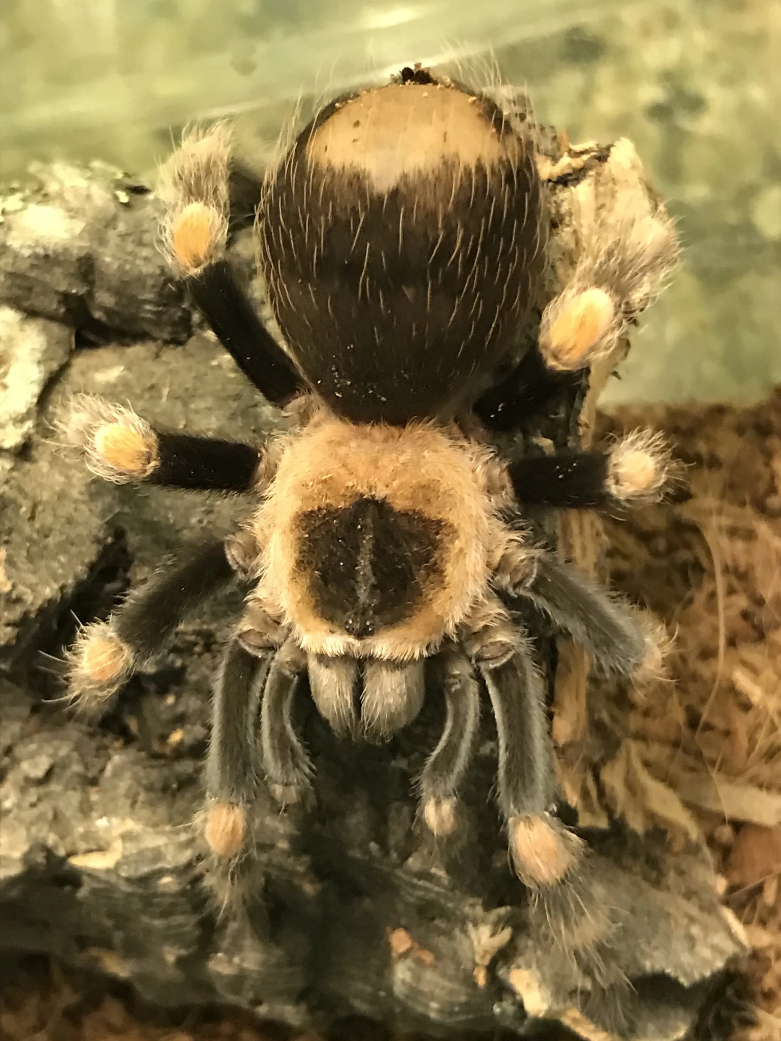 18049 arboreal tarantula feeding