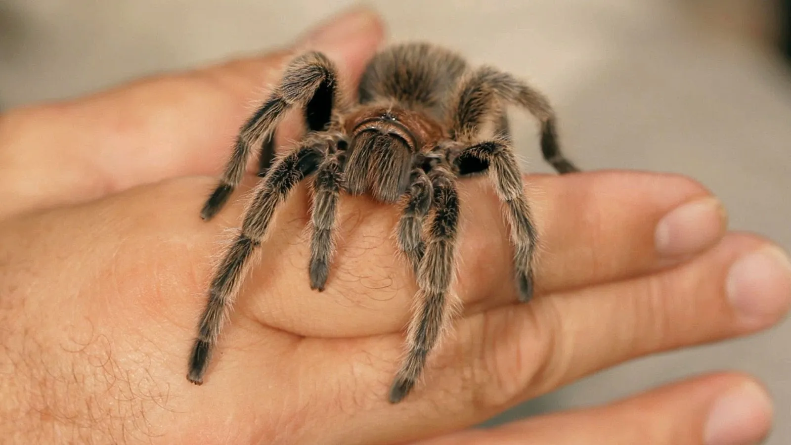 18050 tarantula health