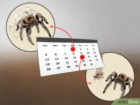 18053 healthy tarantula