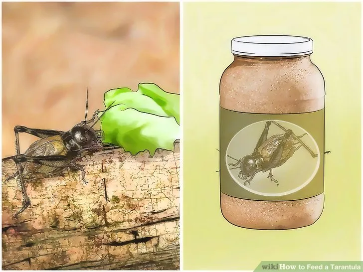 18053 removing uneaten crickets