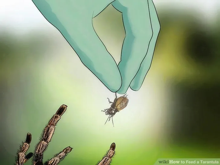 18053 tarantula drinking water