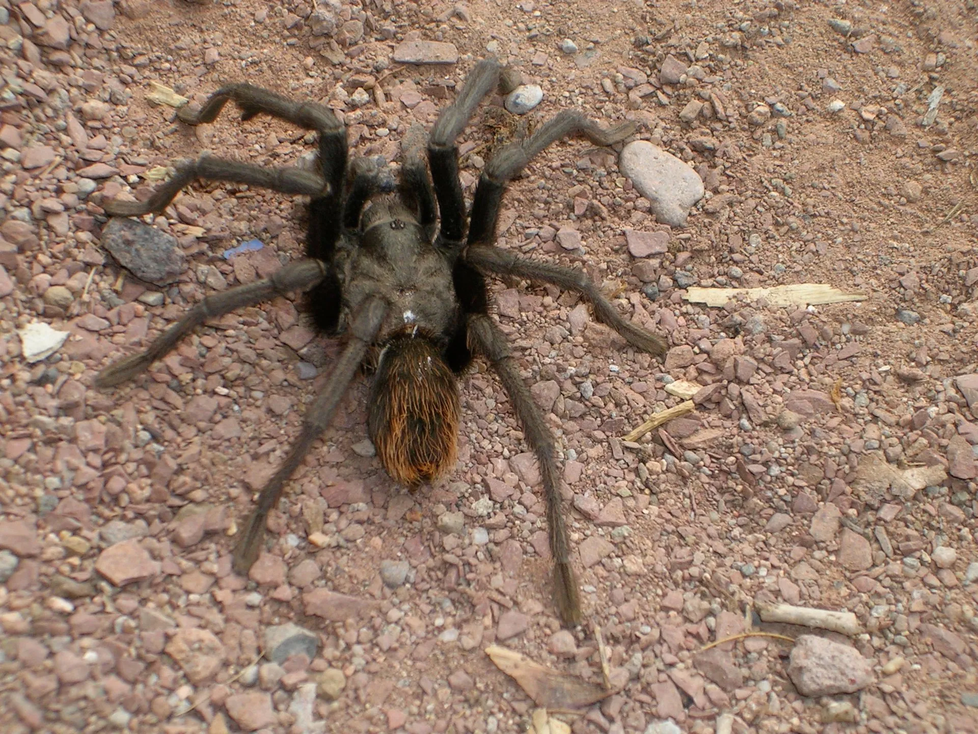 18054 female tarantula