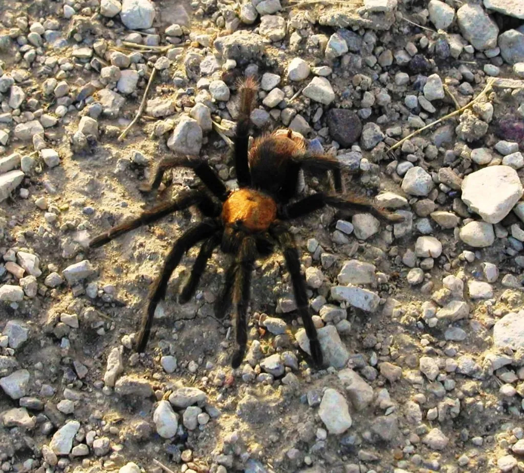 18054 male tarantula