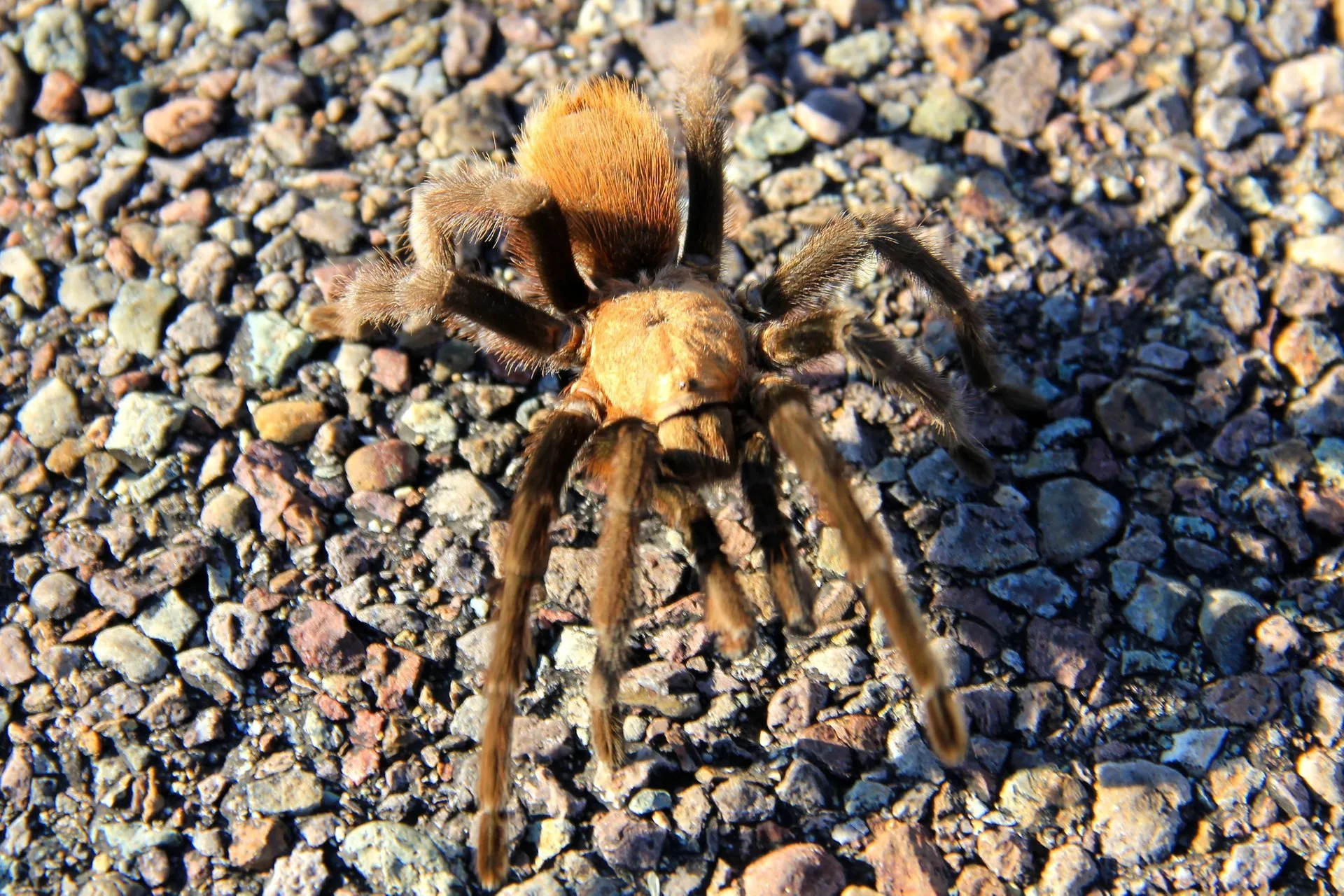 18054 tarantula eating