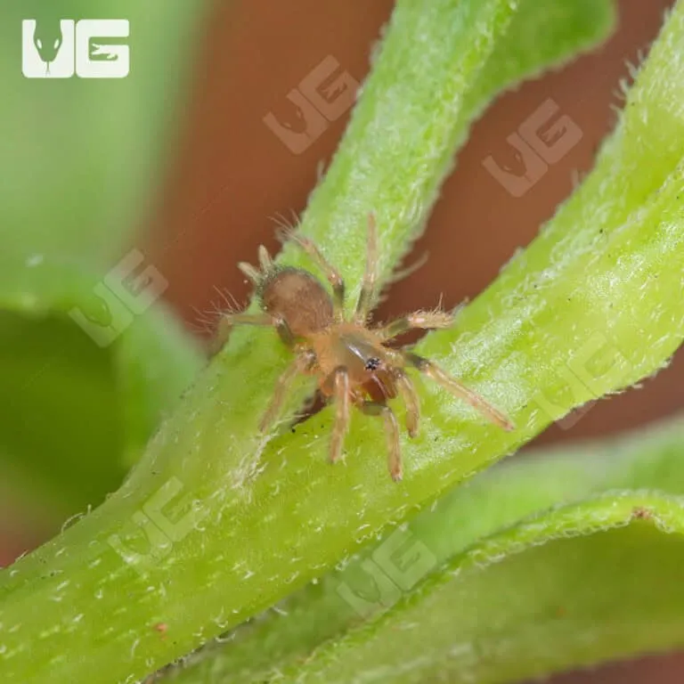 18055 trinidad dwarf tiger tarantula male female