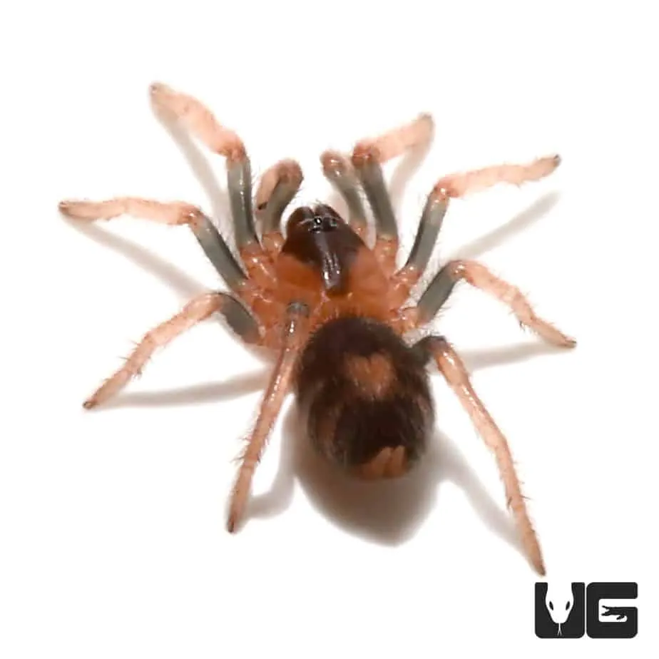 18055 trinidad dwarf tiger tarantula markings