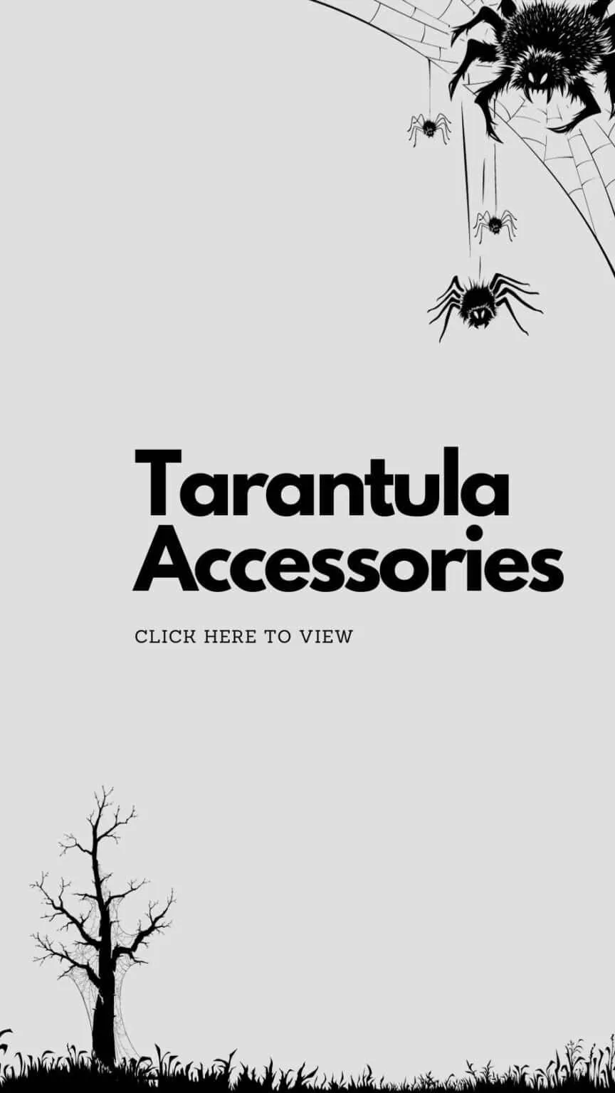 /img/18056-tarantula-feeding.webp