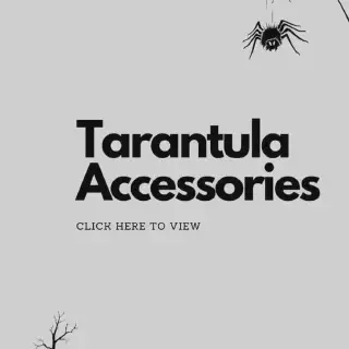 /img/18056-tarantula-feeding.webp